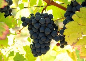 Cabernet Sauvignon