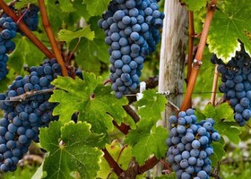 Carménère