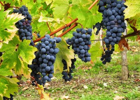 Merlot