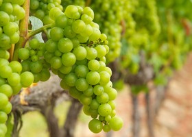 Chardonnay