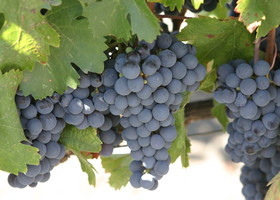 Malbec