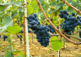 Pinot noir
