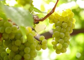 Sauvignon