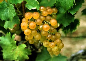 Sémillon