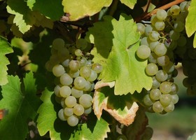 Ugni blanc