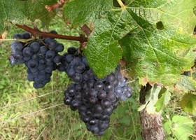 Petit verdot