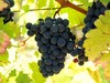 Cabernet Sauvignon