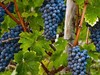 Carménère
