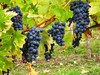 Merlot