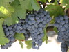 Malbec