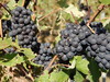 Pinot meunier