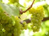 Sauvignon