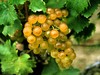 Sémillon