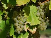 Ugni blanc