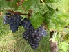 Petit verdot